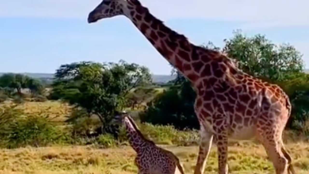 leone aggredisce giraffe