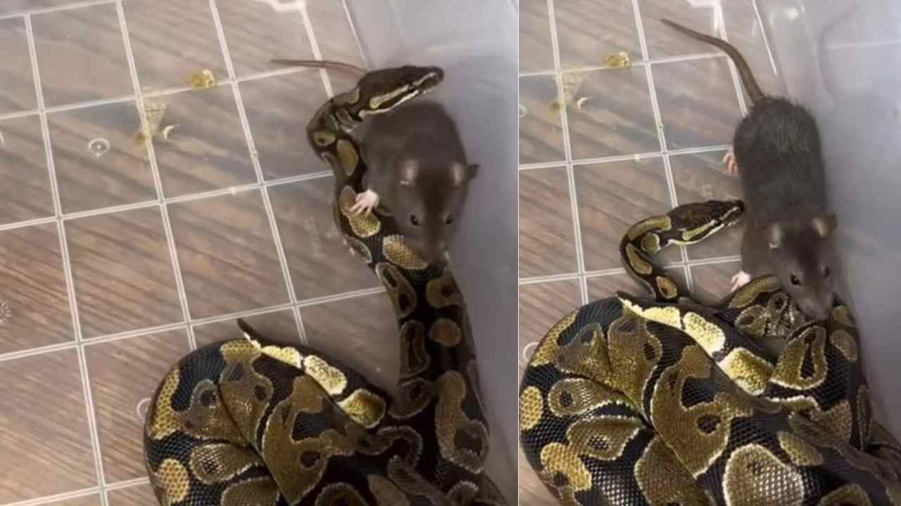 serpente che mangia｜TikTok Search