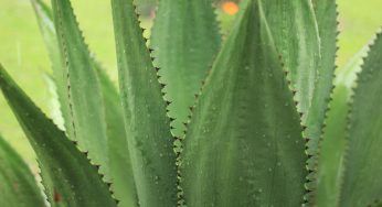 Aloe, quando rinvasarla: gli indizi