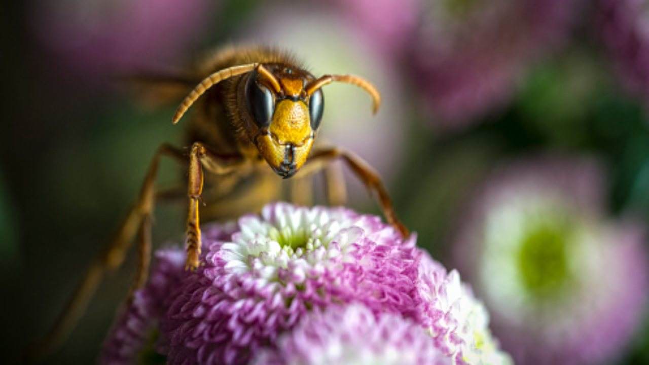 calabrone differenza api