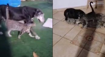 Il cane è cieco e sordo e il suo inseparabile amico lo accompagna alla cuccia – VIDEO