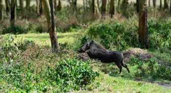 Attacco di un cinghiale: come potersi salvare