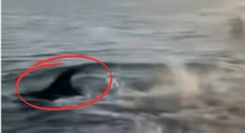 Il delfino compare a riva e subito il cucciolo corre a giocare con lui VIDEO