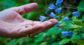 Campanella, una pianta annuale da avere in giardino per la sua bellezza