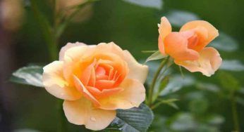 Rosa, fine fioritura: cosa fare adesso