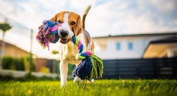 Condominio, scopri se puoi lasciare il cane libero in giardino senza infrangere la legge