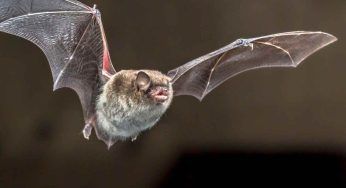 Progetto Noctule Count: si monitorano i pipistrelli nottola in Europa