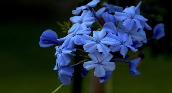 Plumbago, dove tenerlo per far crescere la pianta sana e forte