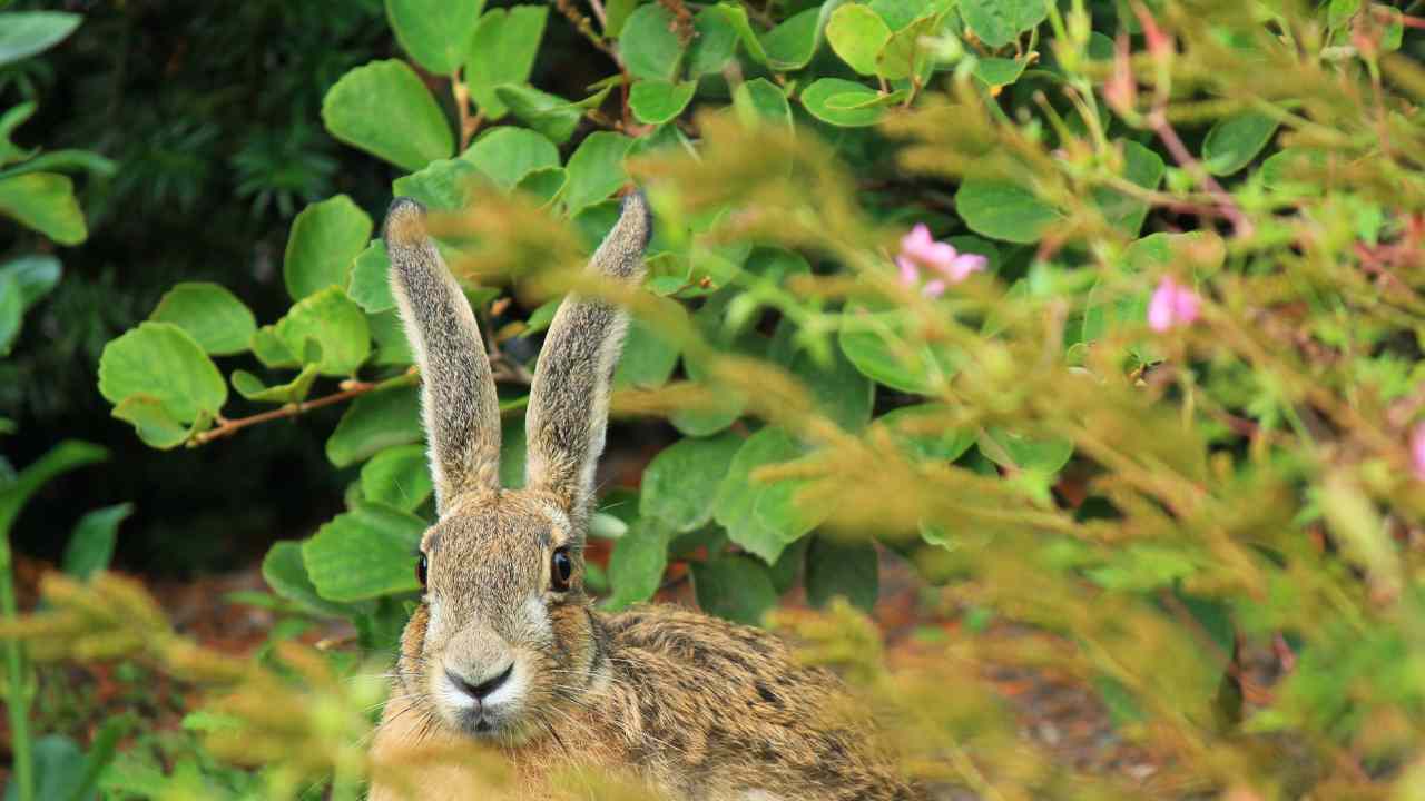 biodiversità flora e fauna