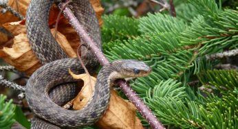 Il serpente cade dal cielo e attacca la donna: un eroe arriva in suo aiuto