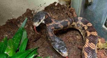 Raro serpente a due teste torna in cattività allo zoo: tra chi ne è felice e chi meno