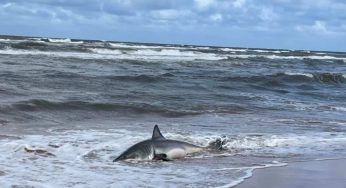 Squalo ritrovato in spiaggia: Come è successo? I dettagli di un’inquietante verità