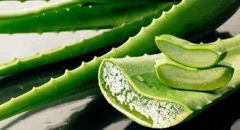 L’aloe vera, una pianta sottovalutata dalle numerosissime proprietà