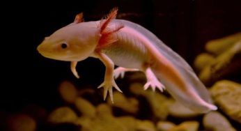 Axolotl a rischio estinzione: l’anfibio è quasi scomparso in natura