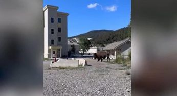 L’enorme bisonte, incurante dei passanti, fa una passeggiata in città – VIDEO