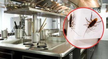 Il ristorante chiude: trovate blatte morte vicino agli alimenti