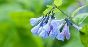 Campanula: tutti i consigli per potervene prende cura al meglio