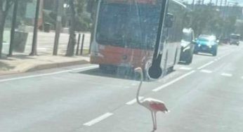 Cagliari, un fenicottero ferma il traffico: increduli i presenti. La FOTO diventa virale