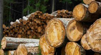 Il legno, non è così green: i dettagli