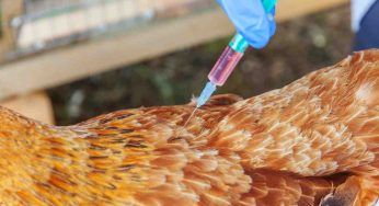 Galline morte, le malattie che fanno una strage di pennuti