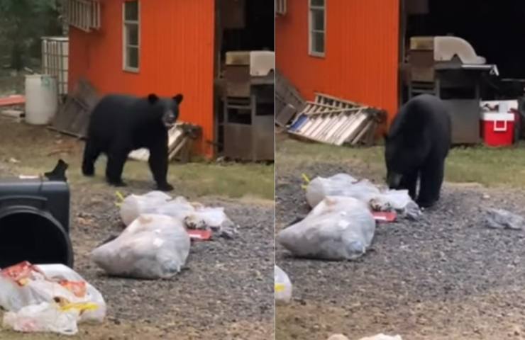 orso cosa mangia