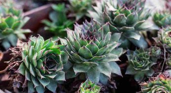 Piante grasse da esterno resistenti al freddo e con fiori: quali scegliere per il giardino o il terrazzo