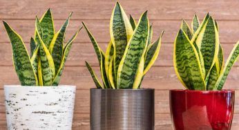 Sansevieria Trifasciata, tutto quello da sapere per prendersene cura