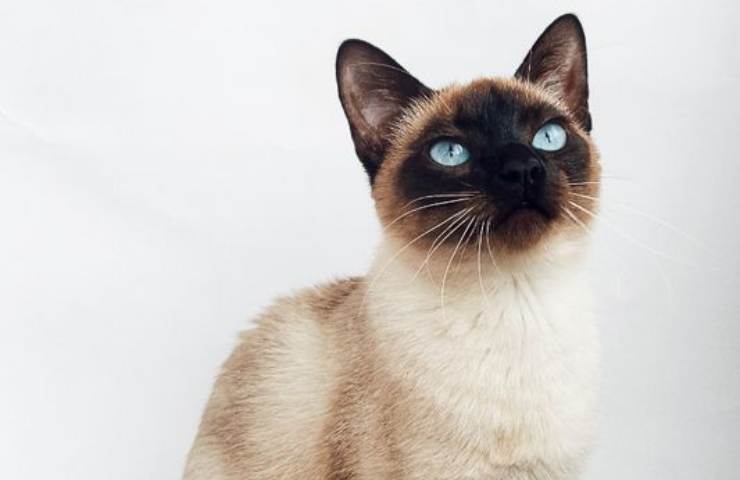 gatto siamese carattere