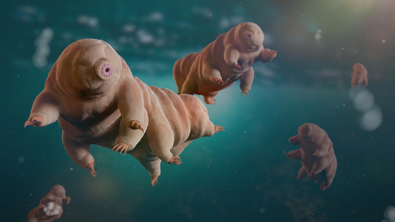 Tardigradi dove vivono