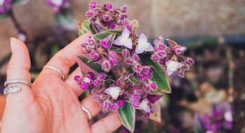 Tradescantia Nanouk, la pianta perfetta che occupa poco spazio: come coltivarla