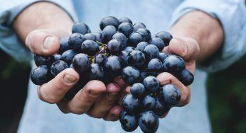 Nel vaso con la terra metti tre chicchi d’uva: non te ne pentirai appena vedrai il risultato