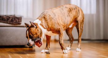 Come far vomitare il cane: al momento del bisogno come agire subito