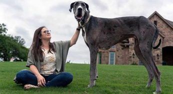 Morto Zeus, il tenerone era il cane più alto del mondo