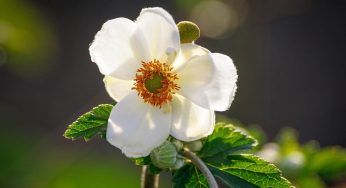 Anemone, cosa simboleggia il fiore