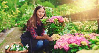 Come preparare l’ortensia all’autunno: il metodo geniale per non commettere errori