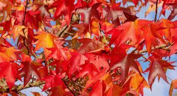 Liquidambar, cosa sapere: quanto cresce, quanto costa e come coltivarlo