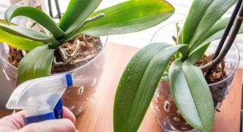 Orchidea, finito il caldo questi i casi nei quali togliere le foglie