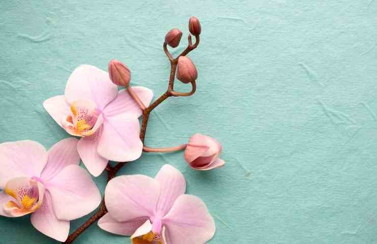 fiori orchidee trucchi