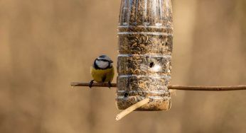 Uccelli selvatici, nutrirli non è una così tanto buona iniziativa