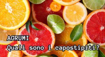 Agrumi, discendono tutti da tre capostipiti: scopri le varietà da cui sono nate le altre