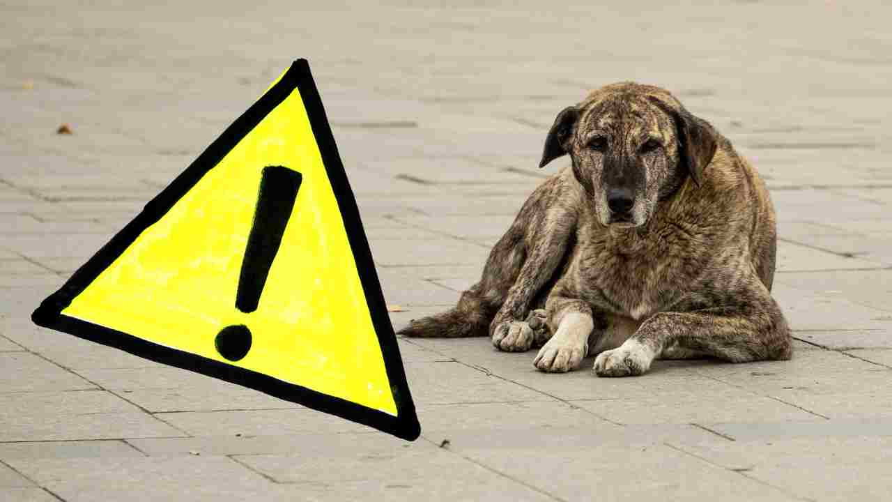 Come Capire Se Un Cane Randagio è Pericoloso I Segnali 1238