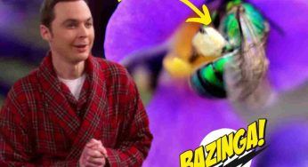 L’Ape Bazinga: l’omaggio della scienza a Sheldon Cooper e Big Bang Theory