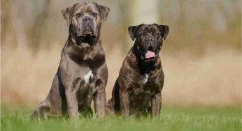 Cane Corso, caratteristiche e cosa bisogna sapere