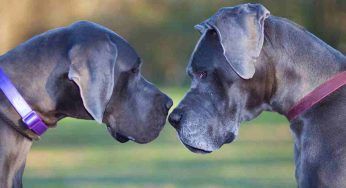 Cani di taglia grande a pelo corto e lungo, le razze più imponenti