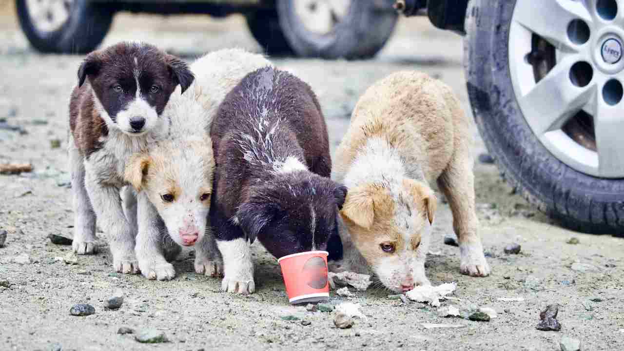 cane randagio pericoloso