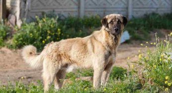 Leishmaniosi nel cane: sintomi iniziali e come si cura, fate attenzione a questo insetto