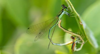 Si fingono morte per evitare l’accoppiamento: così le femmine di questa specie allontanano i maschi