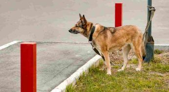 Cani fuori dai supermercati, se ti trovi in questo Paese rischi 200mila euro di multa