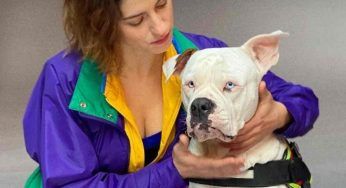 Bulldog americano: il cane della serie tv Blanca determinato e leale