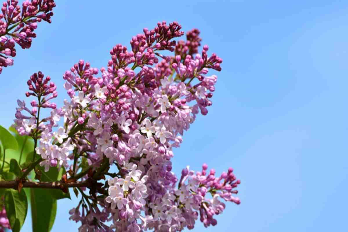 La riscoperta del "Fiore del Paradiso"